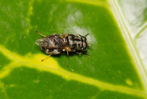 Fly насекомое в зеленом саду — стоковое фото