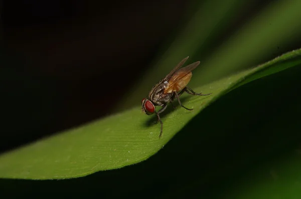 Fly hmyz v zelené zahradě — Stock fotografie