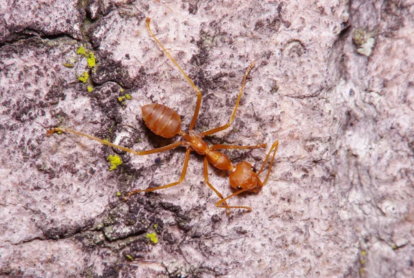 Pequena formiga em folha verde e árvore — Fotografia de Stock
