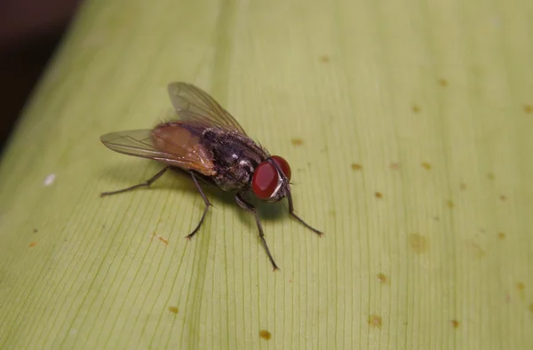 Fly hmyz v zelené zahradě — Stock fotografie