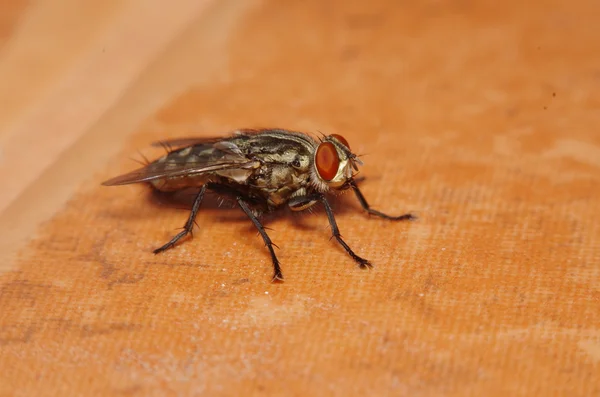 Mosca inseto no jardim verde — Fotografia de Stock