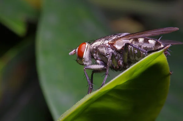 Fly insect in the green garden