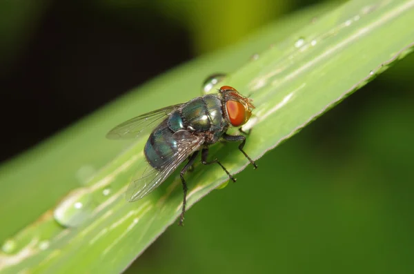 Mouche insecte dans le jardin vert — Photo