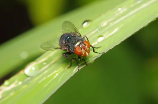Флай комахи в зеленому саду — стокове фото