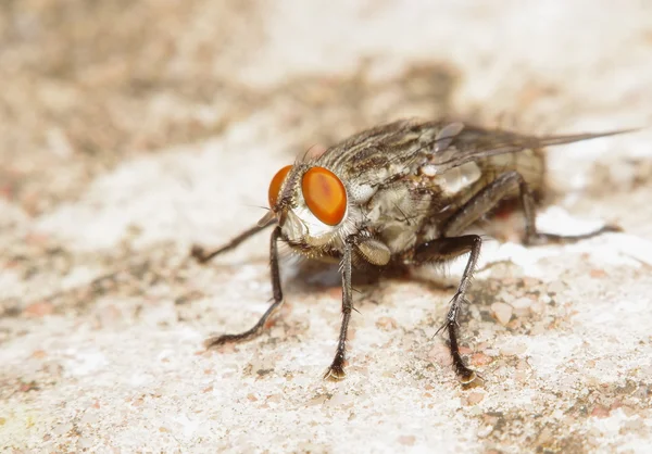 Fly насекомое в зеленом саду — стоковое фото