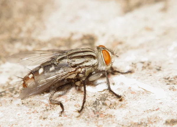 Fly hmyz v zelené zahradě — Stock fotografie