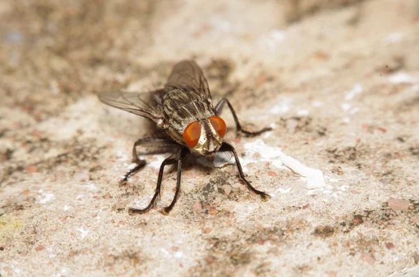 Fly hmyz v zelené zahradě — Stock fotografie