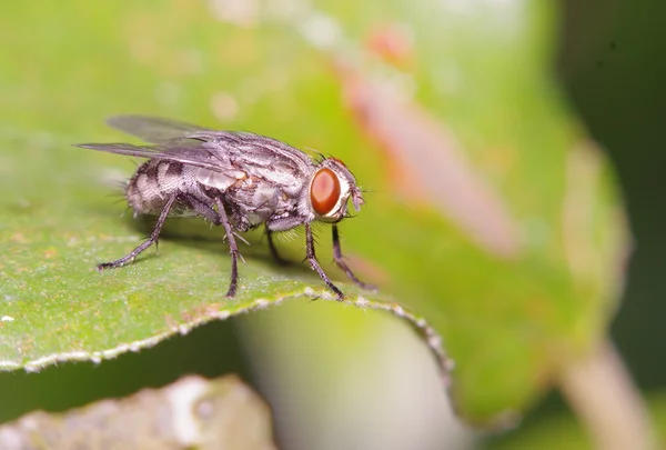 Fly насекомое в зеленом саду — стоковое фото