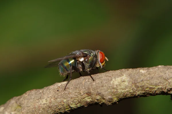 Mosca inseto no jardim verde — Fotografia de Stock