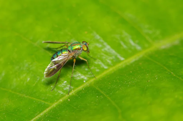 Fly hmyz v zelené zahradě — Stock fotografie