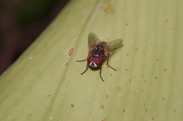 緑豊かな庭園に飛ぶ昆虫 — ストック写真