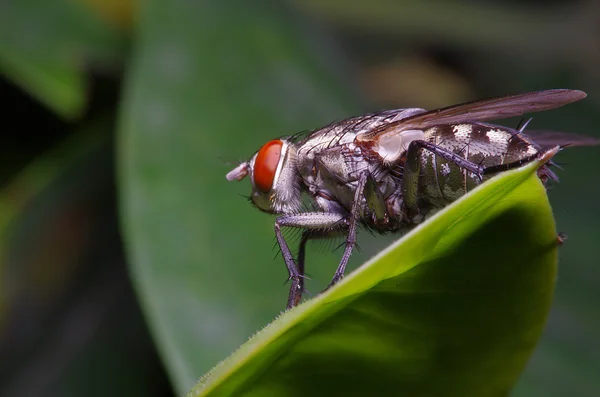 Mosca insecto en el jardín verde —  Fotos de Stock
