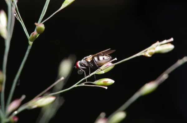 Flyga insekt i den gröna trädgården — Stockfoto