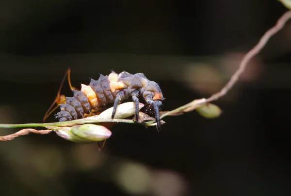 Mosca inseto no jardim verde — Fotografia de Stock