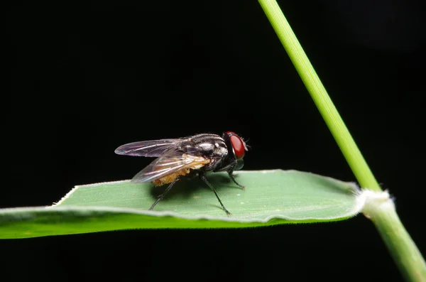 Mosca inseto no jardim verde — Fotografia de Stock