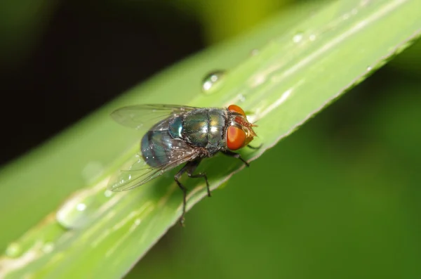 Fly insect in the green garden