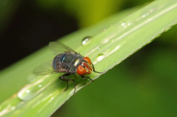 Mosca inseto no jardim verde — Fotografia de Stock