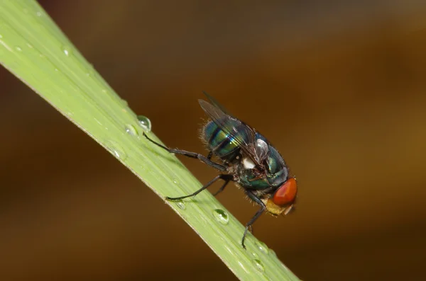 Mosca inseto no jardim verde — Fotografia de Stock
