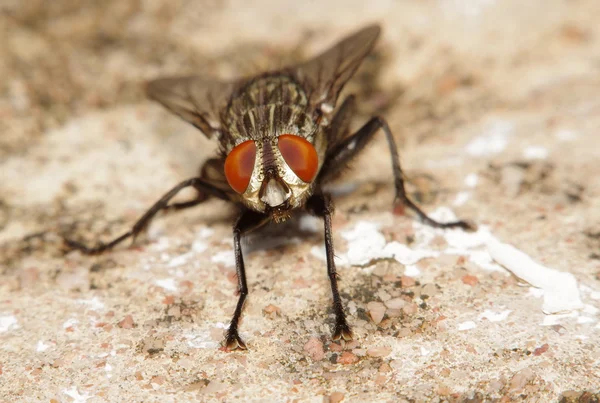 Fly hmyz v zelené zahradě — Stock fotografie