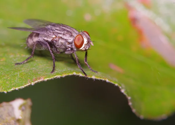 Fly насекомое в зеленом саду — стоковое фото