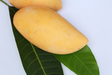 tayca mango