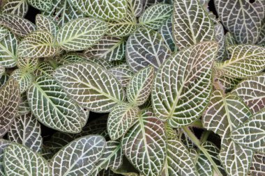 Yeşil bitki doğa arka plan