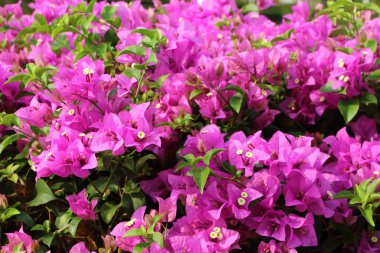 Bougainvillea çiçek