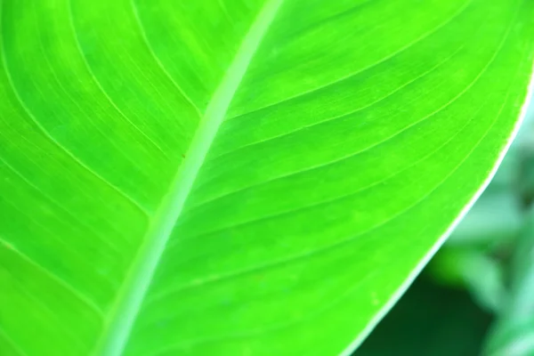 Folha verde — Fotografia de Stock