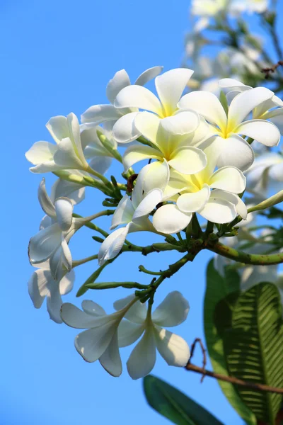 Plumeria kwiaty — Zdjęcie stockowe