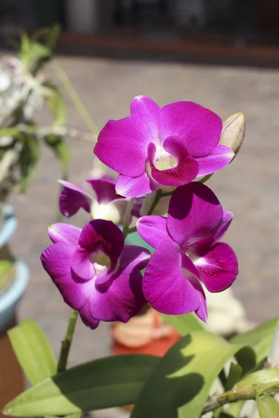 Pink orchid flowerPink — Stock Photo, Image
