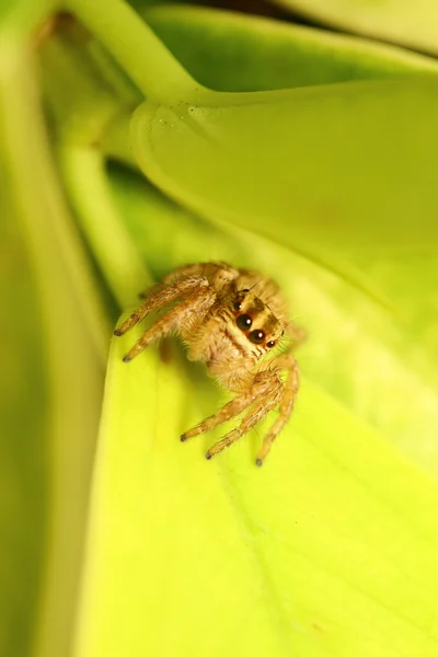 Small insect — Stock Photo, Image