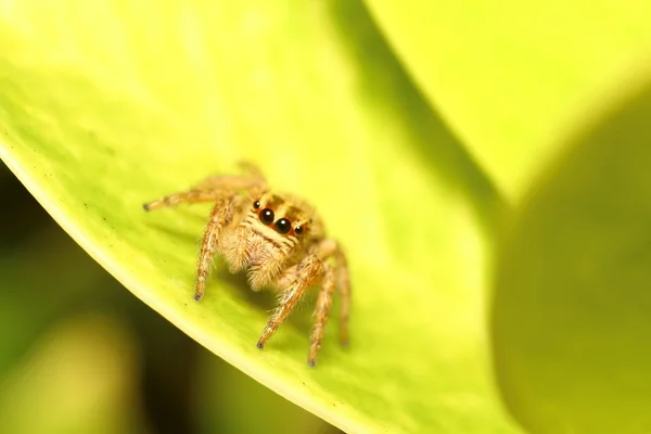 Small insect — Stock Photo, Image