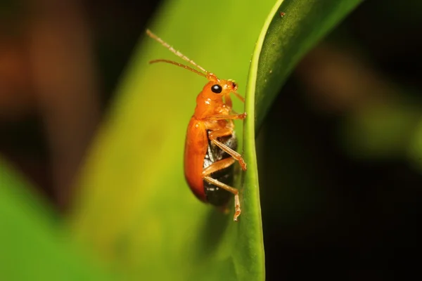 작은 곤충 — 스톡 사진