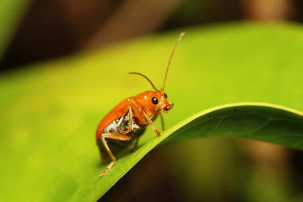 Pequeno inseto — Fotografia de Stock