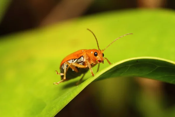 小さな虫 — ストック写真