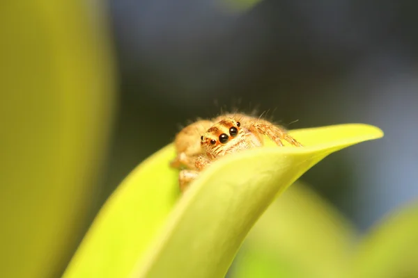 小さな虫 — ストック写真