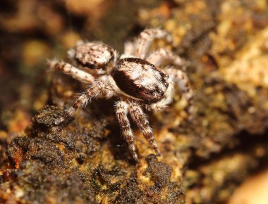 Küçük böcek, böcek, örümcek thegarden