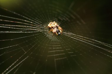 Küçük böcek, böcek, örümcek thegarden