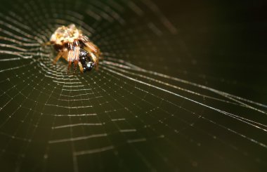 Küçük böcek, böcek, örümcek thegarden