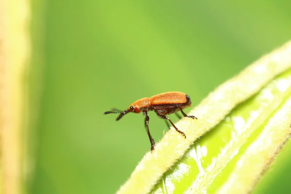 Kleine bug, insecten, spinnen in thegarden — Stockfoto