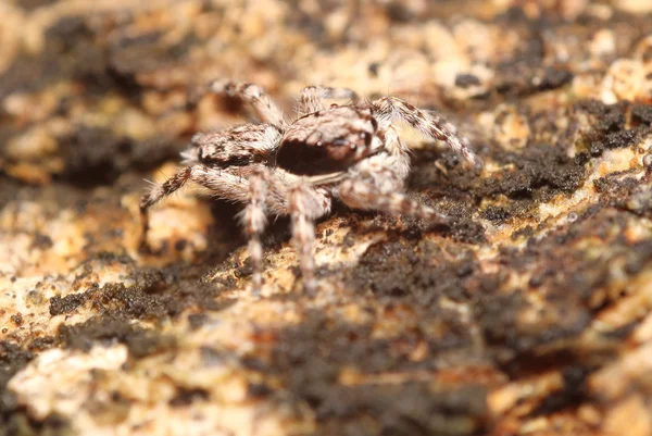 Pequeno inseto, insetos, aranha na garganta — Fotografia de Stock