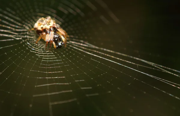 작은 벌레, 곤충, 거미 thegarden에 — 스톡 사진