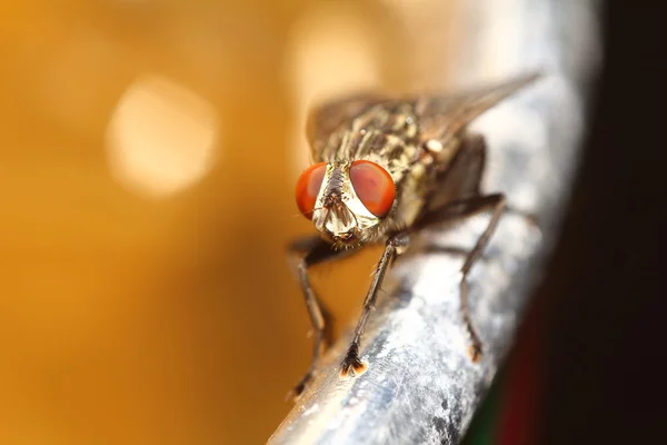 Small bug ,insects,spider in thegarden