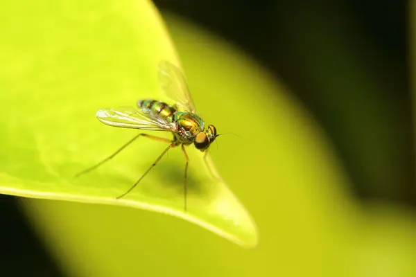 Piccolo insetto, insetti, ragno nel giardino — Foto Stock