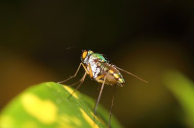 yeşil bahçe böcek abd böcek