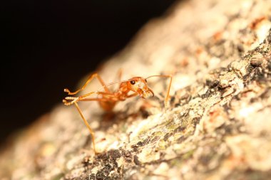 yeşil bahçe böcek abd böcek
