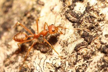 yeşil bahçe böcek abd böcek