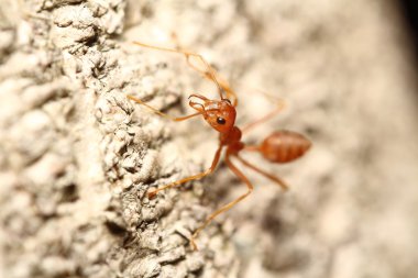 yeşil bahçe böcek abd böcek