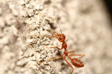 yeşil bahçe böcek abd böcek