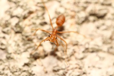 yeşil bahçe böcek abd böcek